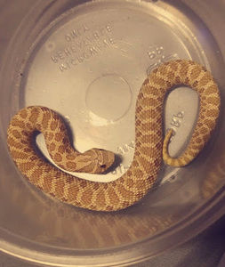 Meet your Posher, Josiah